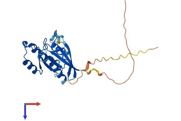 RAB33B Protein (AA 1-229) (His tag)