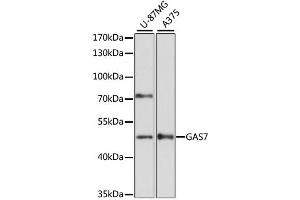 Western blot analysis of extracts of various cell lines, using GAS7 antibody. (GAS7 Antikörper)