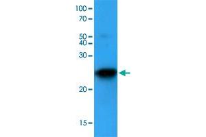 Western blot analysis of mouse lung lysates (35 ug) were resolved by SDS-PAGE, transferred to NC membrane and probed with BAK1 monoclonal antibody, clone AT8B4  (1 : 500). (BAK1 Antikörper  (AA 29-187))