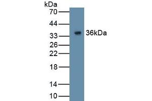 Detection of Recombinant GPC4, Human using Polyclonal Antibody to Glypican 4 (GPC4) (GPC4 Antikörper  (AA 261-527))