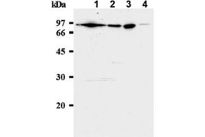 Western Blotting (WB) image for anti-Minichromosome Maintenance Complex Component 7 (MCM7) antibody (ABIN487308) (MCM7 Antikörper)