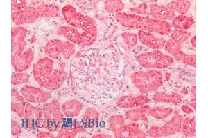 ABIN5539538 (5µg/ml) staining of paraffin embedded Human Kidney. (HSPD1 Antikörper  (AA 333-344))