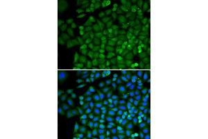 Immunofluorescence (IF) image for anti-Selenium Binding Protein 1 (SELENBP1) (AA 243-472) antibody (ABIN1513508) (SELENBP1 Antikörper  (AA 243-472))