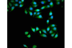 Immunofluorescence (IF) image for anti-Apolipoprotein B mRNA Editing Enzyme, Catalytic Polypeptide-Like 3D (APOBEC3D) (AA 250-371) antibody (ABIN7150152)