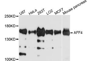 Western blot analysis of extracts of various cell lines, using AFF4 antibody (ABIN5972662) at 1/1000 dilution. (AFF4 Antikörper)