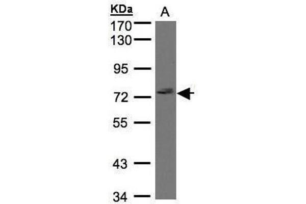 GIMAP8 Antikörper  (N-Term)