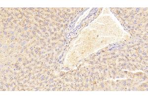 Detection of SAA2 in Mouse Liver Tissue using Polyclonal Antibody to Serum Amyloid A2 (SAA2) (SAA2 Antikörper  (AA 20-122))