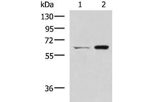 Western blot analysis of HT-29 and Lovo cell lysates using CGAS Polyclonal Antibody at dilution of 1:400 (C6orf150 Antikörper)