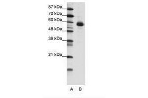 Image no. 1 for anti-Nuclear Factor, Interleukin 3 Regulated (NFIL3) (N-Term) antibody (ABIN202578)