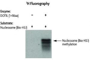 DOT1L Activity assay using Recombinant Nucleosomes (H3.