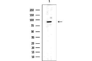 Western blot analysis of lysates from COLO205 cells, using GluR1 Mouse Monoclonal Antibody at 1/1000 dilution.