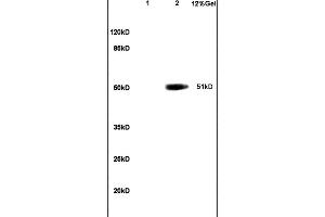 Lane 1: mouse embryo lysates Lane 2: human colon carcinoma lysates probed with Anti OCT2 Polyclonal Antibody, Unconjugated (ABIN737316) at 1:200 in 4C. (Oct-2 Antikörper  (AA 11-100))