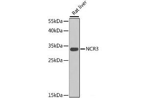 Western blot analysis of extracts of Rat liver using NCR3 Polyclonal Antibody at dilution of 1:1000.