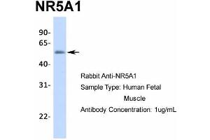 NR5A1 Antikörper  (Middle Region)