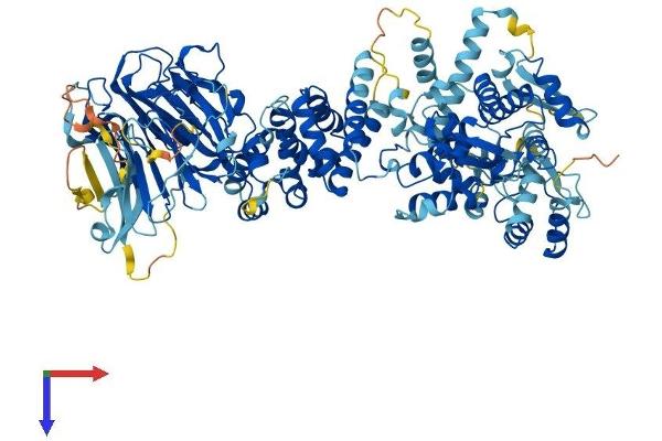 HERC6 Protein (AA 1-1003) (His tag)