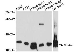 Western blot analysis of extracts of various cell lines, using DYNLL2 antibody. (DYNLL2 Antikörper  (AA 1-89))