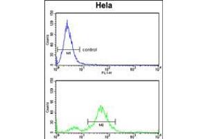 Flow cytometry analysis of Hela cells (bottom histogram) compared to a negative control cell (top histogram). (DAB2 Antikörper  (C-Term))