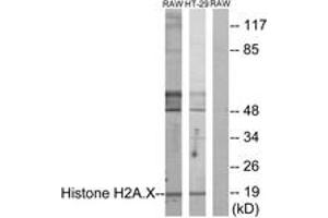 Western blot analysis of extracts from RAW246. (H2AFX Antikörper  (AA 94-143))