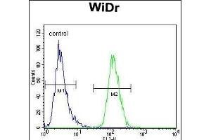 PIK3R5 Antibody (C-term) (ABIN655491 and ABIN2845011) flow cytometric analysis of WiDr cells (right histogram) compared to a negative control cell (left histogram).