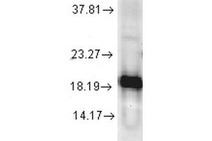 Western blot analysis of Human Cell line lysates showing detection of SOD1 protein using Rabbit Anti-SOD1 Polyclonal Antibody . (SOD1 Antikörper  (HRP))