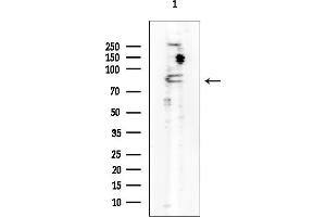 Western blot analysis of lysates from PC12 cells, using Mitofusin 2 Mouse Monoclonal Antibody at 1/1000 dilution.