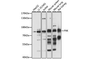 Western blot analysis of extracts of various cell lines, using PXK antibody (ABIN6290773) at 1:1000 dilution. (PXK Antikörper)