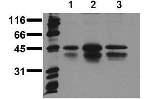 Western Blotting (WB) image for anti-cAMP Responsive Element Binding Protein 1 (CREB1) (pSer133) antibody (ABIN126754) (CREB1 Antikörper  (pSer133))