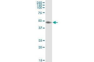 Immunoprecipitation of ST3GAL3 transfected lysate using anti-ST3GAL3 MaxPab rabbit polyclonal antibody and Protein A Magnetic Bead , and immunoblotted with ST3GAL3 purified MaxPab mouse polyclonal antibody (B01P) . (ST3GAL3 Antikörper  (AA 1-390))