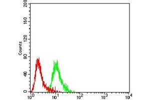 Flow cytometric analysis of SK-N-SH cells using GRM2 mouse mAb (green) and negative control (red). (GRM2 Antikörper  (AA 414-558))