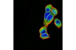 Immunofluorescence analysis of A549 cells using EMD mouse mAb (green). (Emerin Antikörper  (AA 1-222))