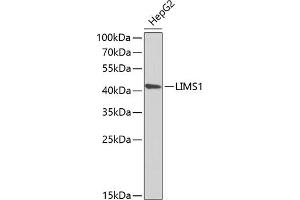 Western blot analysis of extracts of HepG2 cells, using LIMS1 antibody (ABIN6132049, ABIN6143233, ABIN6143235 and ABIN6222007) at 1:1000 dilution. (LIMS1 Antikörper  (AA 1-325))