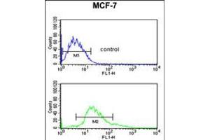 Flow cytometric analysis of MCF-7 cells (bottom histogram) compared to a negative control cell (top histogram). (Cytokeratin 1 Antikörper  (AA 415-443))