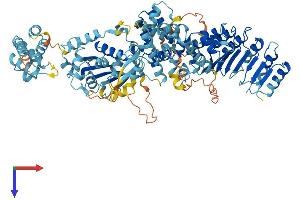 AlphaFold protein structure predicition of Mouse Recombinant Nlrp6 Protein, UniprotID Q91WS2