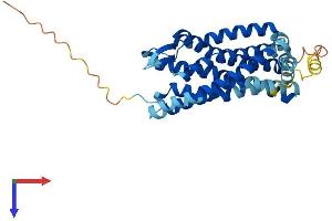 CCR1 Protein (AA 1-355) (His tag)
