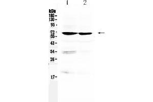 Western blot analysis of BMAL1/ARNTL using anti- BMAL1/ARNTL antibody .