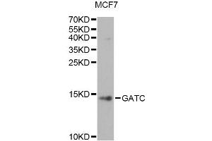 Western blot analysis of extracts of MCF7 cells, using GATC antibody (ABIN6294131) at 1:1000 dilution.
