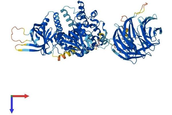 NSMAF Protein (AA 1-917) (His tag)