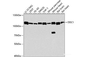 Western blot analysis of extracts of various cell lines using DISC1 Polyclonal Antibody at dilution of 1:1000. (DISC1 Antikörper)