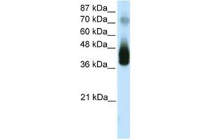 WB Suggested Anti-JUNB Antibody Titration:  1. (C-JUN Antikörper  (N-Term))