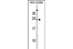 Western blot analysis in NCI-H292 cell line lysates (35ug/lane). (CD300c Antikörper  (C-Term))