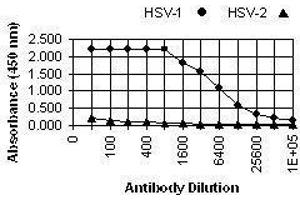 ELISA image for anti-Herpes Simplex Virus Type 1, Glycoprotein C (HSV1 gC) antibody (ABIN265558) (HSV-1 gC Antikörper)