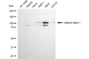 Western blotting analysis using catenin delta 1 antibody (ABIN7797933). (CTNND1 Antikörper)