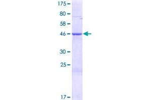 Image no. 1 for Mitochondrial Ribosomal Protein S28 (MRPS28) (AA 1-187) protein (GST tag) (ABIN1311376) (MRPS28 Protein (AA 1-187) (GST tag))