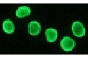 Immunofluorescence (IF) image for anti-Histone H2A antibody (ABIN1107544)