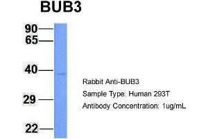 Host: Rabbit Target Name: BUB3 Sample Type: 293T Antibody Dilution: 1. (BUB3 Antikörper  (N-Term))