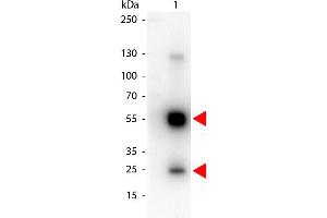 Western Blot of Peroxidase conjugated Goat anti-Rat IgG antibody. (Ziege anti-Ratte IgG (Heavy & Light Chain) Antikörper (HRP))