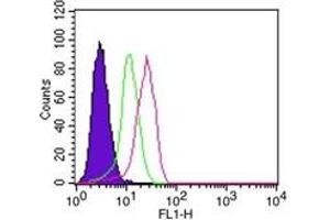 Image no. 2 for anti-Nuclear Factor of kappa Light Polypeptide Gene Enhancer in B-Cells Inhibitor, alpha (NFKBIA) (AA 32-291) antibody (ABIN208062) (NFKBIA Antikörper  (AA 32-291))