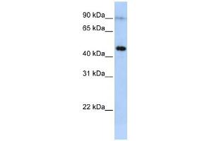 EPX antibody used at 1 ug/ml to detect target protein.