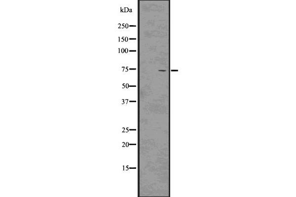 PRC1 Antikörper  (Internal Region)