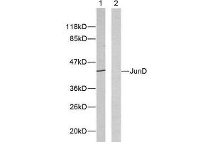Western Blotting (WB) image for anti-Jun D Proto-Oncogene (JUND) (Ser255) antibody (ABIN1848124)